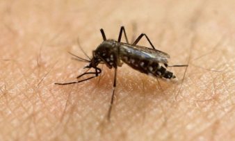 Προστατευτείτε από τα κουνούπια- Προσοχή σε λιμνάζοντα νερά