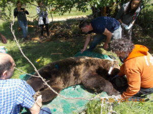 Η Καλλιστώ  «επικοινωνεί» με αρκούδες του Αμυνταίου! Ραδιοσήμανσης αρκούδων στην δασική  περιοχή του Δήμου Αμυνταίου