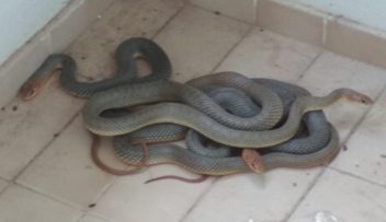 Ιωάννινα: Φίδια βρέθηκαν σε μπαλκόνι φοιτητών- Επιχείρηση της Πυροσβεστικής
