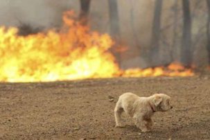 Πανελλαδική έκκληση: Βοηθήστε και σώστε τα ζώα από τις φλόγες