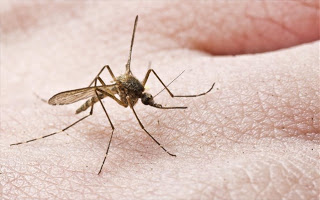 Δ/νση Δημόσιας Υγείας Δυτικής Μακεδονίας: Προστασία από τα κουνούπια