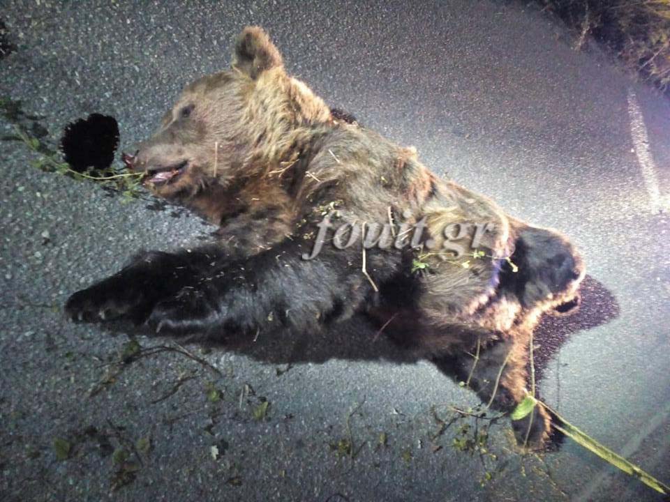 Καστοριά: Σοβαρό τροχαίο με τεράστια αρκούδα 400 κιλών – Στο νοσοκομείο ο οδηγός, νεκρό το ζώο (φωτογραφίες)