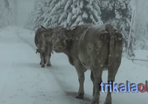 Αγελάδες βγήκαν στους χιονισμένους δρόμους των Τρικάλων και έφαγαν το… αλάτι