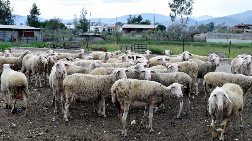 Γρεβενά: Βγάζουν σε ηλεκτρονικό πλειστηριασμό… 200 πρόβατα