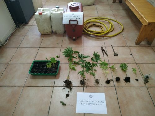 Συνελήφθη 48χρονος σε περιοχή της Φλώρινας για καλλιέργεια -16- δενδρυλλίων κάνναβης