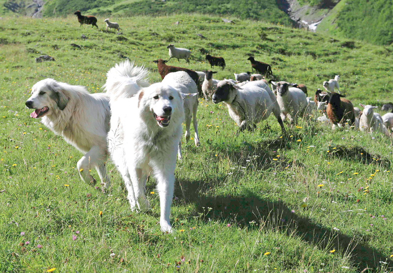 Τσοπανόσκυλα πήραν στο κυνήγι Γερμανούς τουρίστες στην Καλαμπάκα