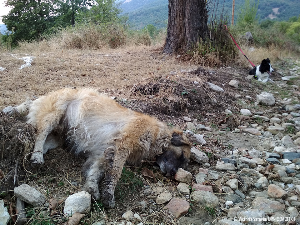 ΚΑΛΛΙΣΤΩ-ΑΡΚΤΟΥΡΟΣ-ΟΡΝΙΘΟΛΟΓΙΚΗ: Μαζικά κρούσματα φόλας: Τουλάχιστον 50 σκυλιά νεκρά στην περιοχή Αμύνταιου – Φλώρινας