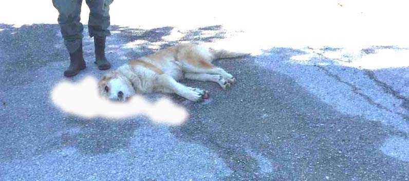 Παλαιοχώρι Γρεβενών:Η κτηνώδης συμπεριφορά του ασυνείδητου οδηγού-κυνηγού που «στόχευσε» και σκότωσε το αγαπητό σε όλους σκυλάκι