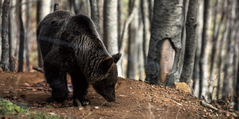 Φλώρινα: Αρκούδα κυκλοφορεί σε κατοικημένη περιοχή -Πώς προσπαθούν να τη διώξουν