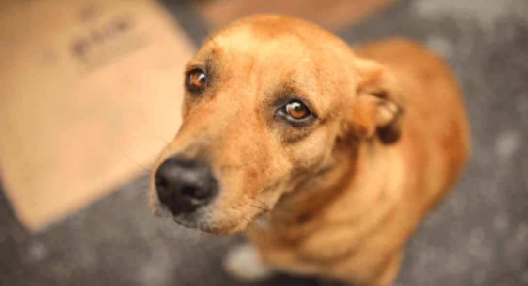 Απίστευτη κτηνωδία:Κρέμασαν σκύλο σε δέντρο