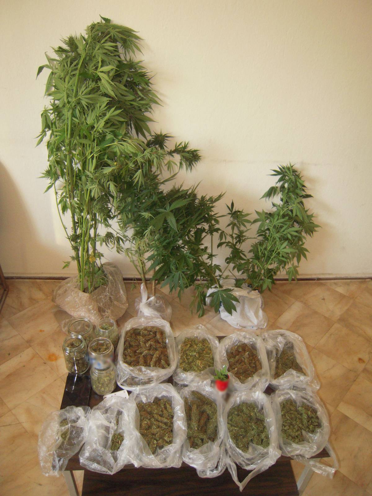 Σύλληψη 47χρονου ημεδαπού στα Γρεβενά για καλλιέργεια δενδρυλλίων κάνναβης και κατοχή ναρκωτικών ουσιών