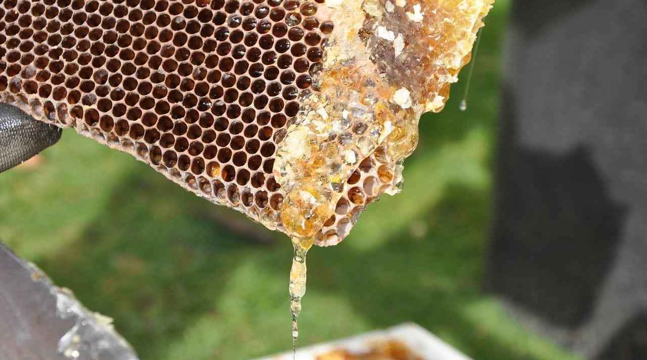 Ταχύρρυθμες εκπαιδεύσεις μελισσοκόμων 2021