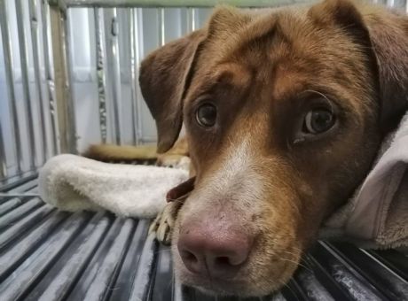 Νέα κτηνωδία: Κρέμασαν σκύλο με το λουρί του