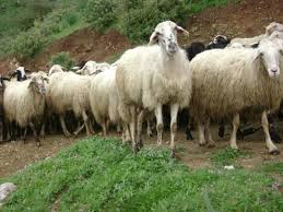 Γρεβενά: Ραγδαία μείωση της κτηνοτροφίας…