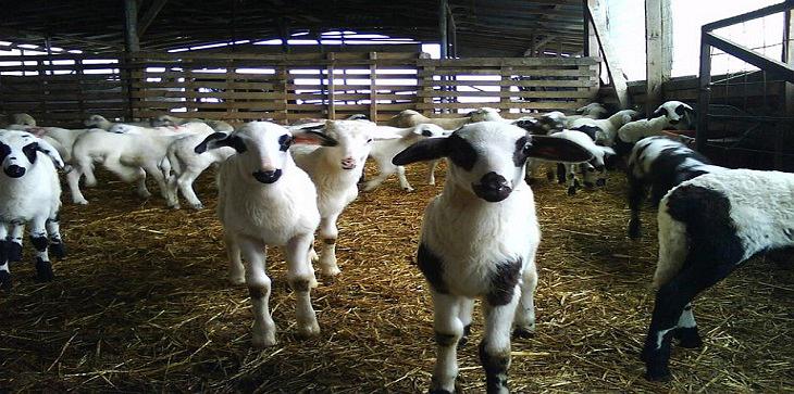 Π.Ε. Γρεβενών: Νέα διαδικασία αδειοδότησης των κτηνοτροφικών εγκαταστάσεων