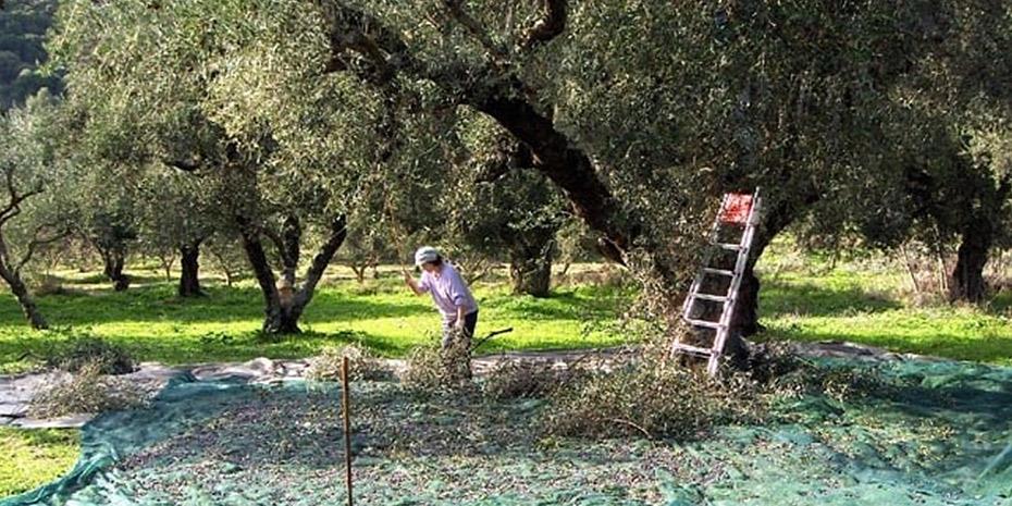 Πώς οι εργάτες γης αύξησαν τη διασπορά κορωνοϊού στην Ελλάδα