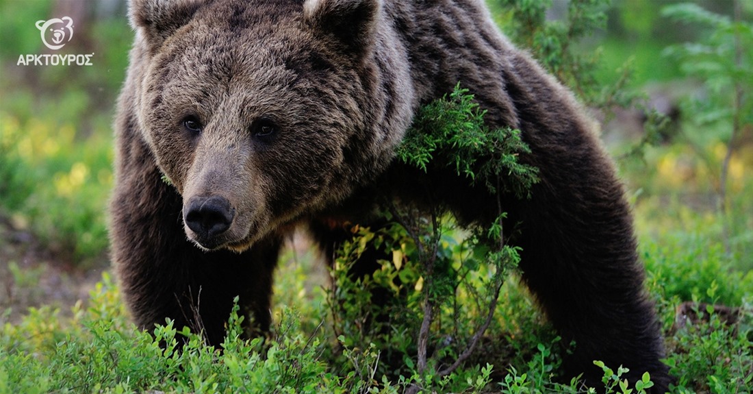 Διαδικτυακά Χριστούγεννα με τις αρκούδες και τους λύκους του Αρκτούρου