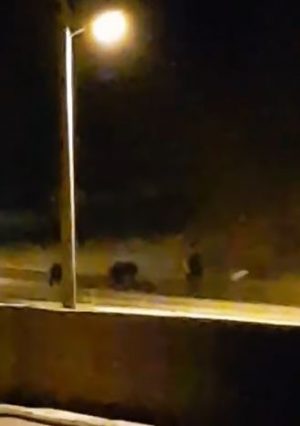 Αρκούδες κατέβηκαν… μέσα στην πόλη της Καστοριάς (βίντεο)