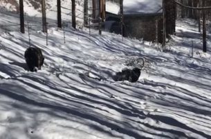 Παιχνίδια στο χιόνι για τις αρκούδες του Αρκτούρου