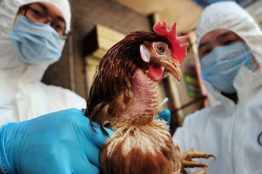 Κρούσμα γρίπης των πτηνών σε άγριο πτηνό στην περιοχή της Καστοριάς