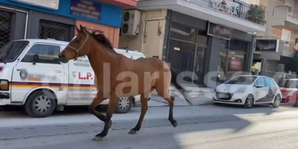Λάρισα: Άλογο έτρεχε μόνο του στους δρόμους