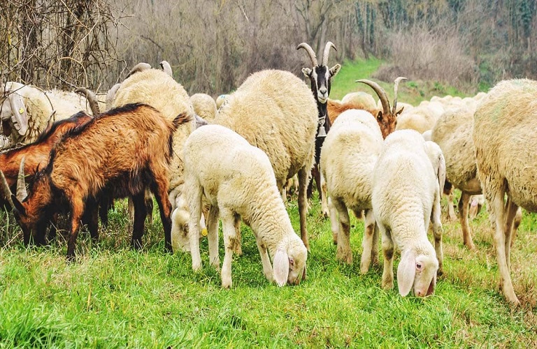 Κτηνοτροφία: Εμβολιασμοί και αποπαρασιτισμοί αιγοπροβάτων – Τι να προσέξετε