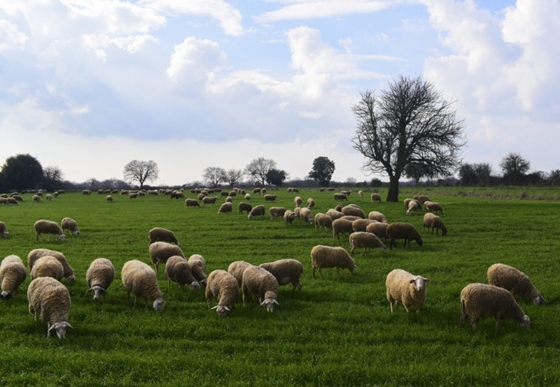 Έρχεται νομοσχέδιο για την ενίσχυση της κτηνοτροφίας – Τι θα περιλαμβάνει
