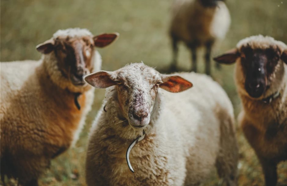 Συνδεδεμένες ζωικών, στα 140,8 ευρώ για βοοειδή και 10,5 ευρώ στα αιγοπρόβατα