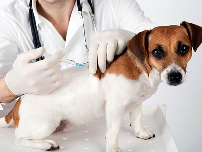 Ποια είναι η σημασία του εμβολιασμού στα ζώα