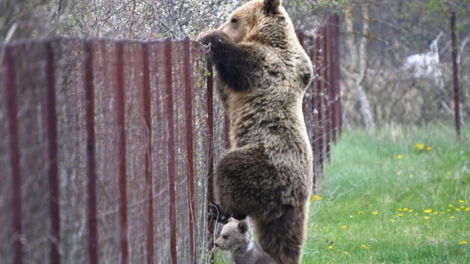 Καστοριά: Αρκούδα σκαρφαλώνει φράχτη με το μωρό της και «κλέβει» κεράσια!