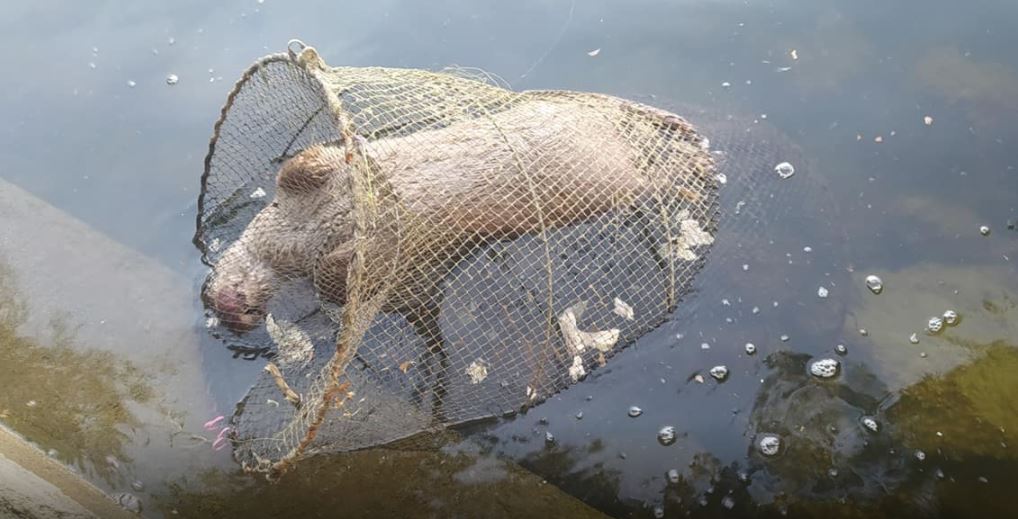 Καστοριά: Νεκρή βίδρα που παγιδεύτηκε σε δίχτυα
