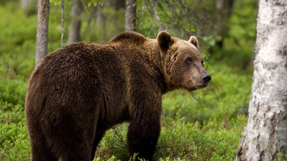 Αρκούδα επιτέθηκε σε κοπάδι αιγοπροβάτων στην Κοινότητα Ιτέας