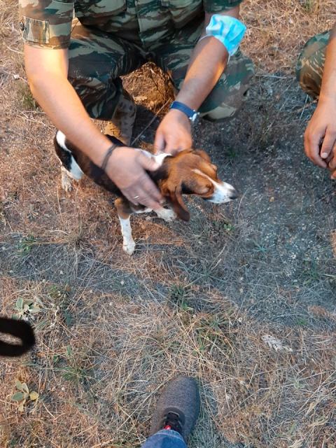 Απεγκλωβισμός δύο σκυλιών στο φράγμα Τριανταφυλλιάς (Φωτογραφίες)