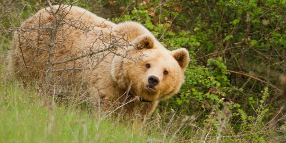 Νεκρή αρκούδα από πυροβολισμό στην Πρέσπα