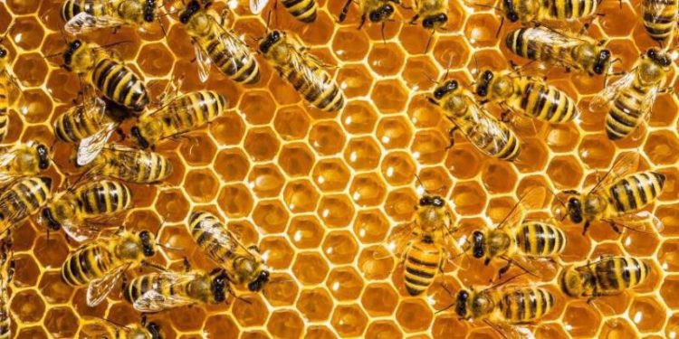 Μελέτη για το μέλι και την πρόπολη από το Μπούρινο και των τοπικών μελιών βελανιδιάς και σιδερόχορτου