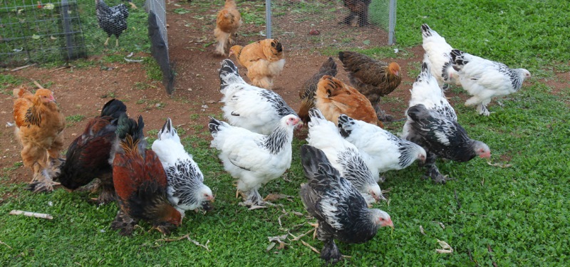 Γρίπη των πτηνών- Οι οδηγίες από τη διεύθυνση Κτηνιατρικής της Περιφέρειας