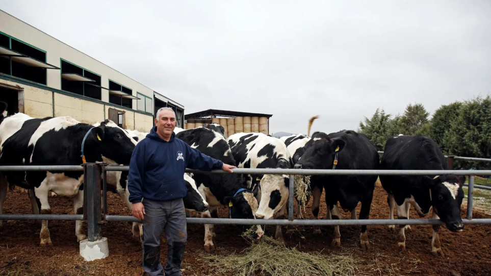 «Οι αγελάδες αναγνωρίζουν τους ανθρώπους από τη φωνή»- Ένας παραγωγός στην Κοζάνη εξηγεί