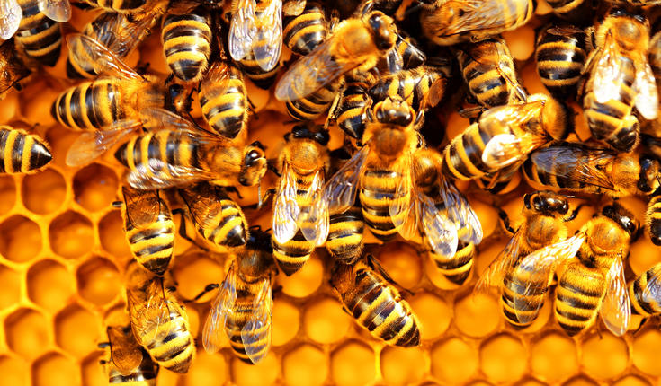 Εκλογές Μελισσοκομικού Συλλόγου Γρεβενών την Κυριακή 12 Δεκεμβρίου