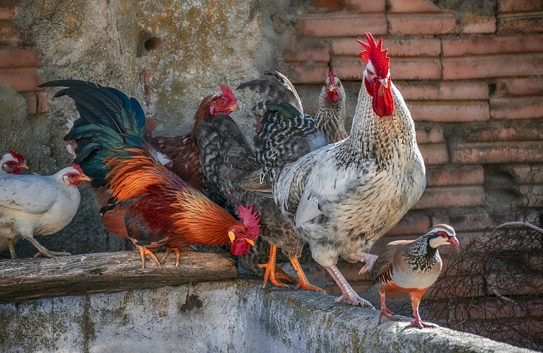 Γρίπη των πτηνών: Το πρόγραμμα επιζωοτιολογικής διερεύνησης – Τι προβλέπει