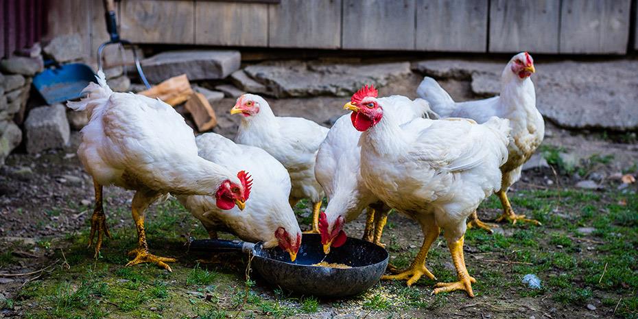 Άλμα άνω του 30% στην τιμή του κοτόπουλου, εκτίναξη στις τιμές ζωοτροφών