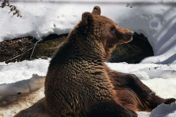«Ξύπνησαν» οι αρκούδες του ΑΡΚΤΟΥΡΟΥ