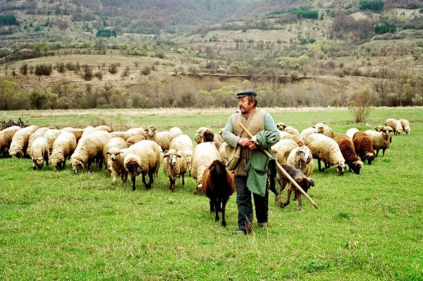 Σαμαρίνα: Aρκούδα ”σκότωσε” 69 πρόβατα