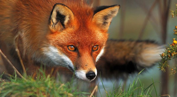 Ενημέρωση του κοινού σχετικά με τη λύσσα στα ζώα και τους εμβολιασμούς των κόκκινων αλεπούδων με εμβόλια- δολώματα