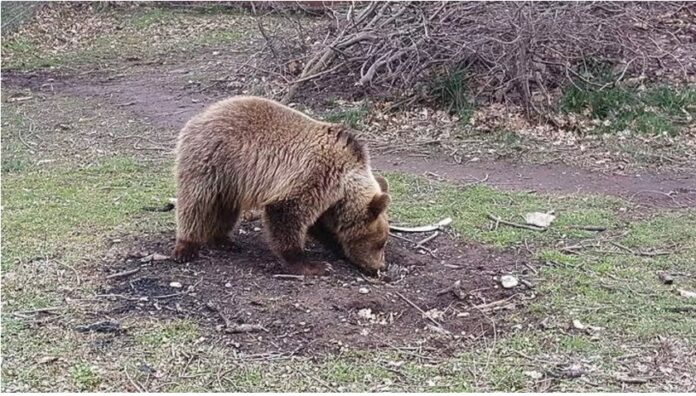 Φλώρινα: Εμφανίστηκαν οι πρώτες αρκούδες στο Περιβαλλοντικό Κέντρο του Αρκτούρου στο Νυμφαίο