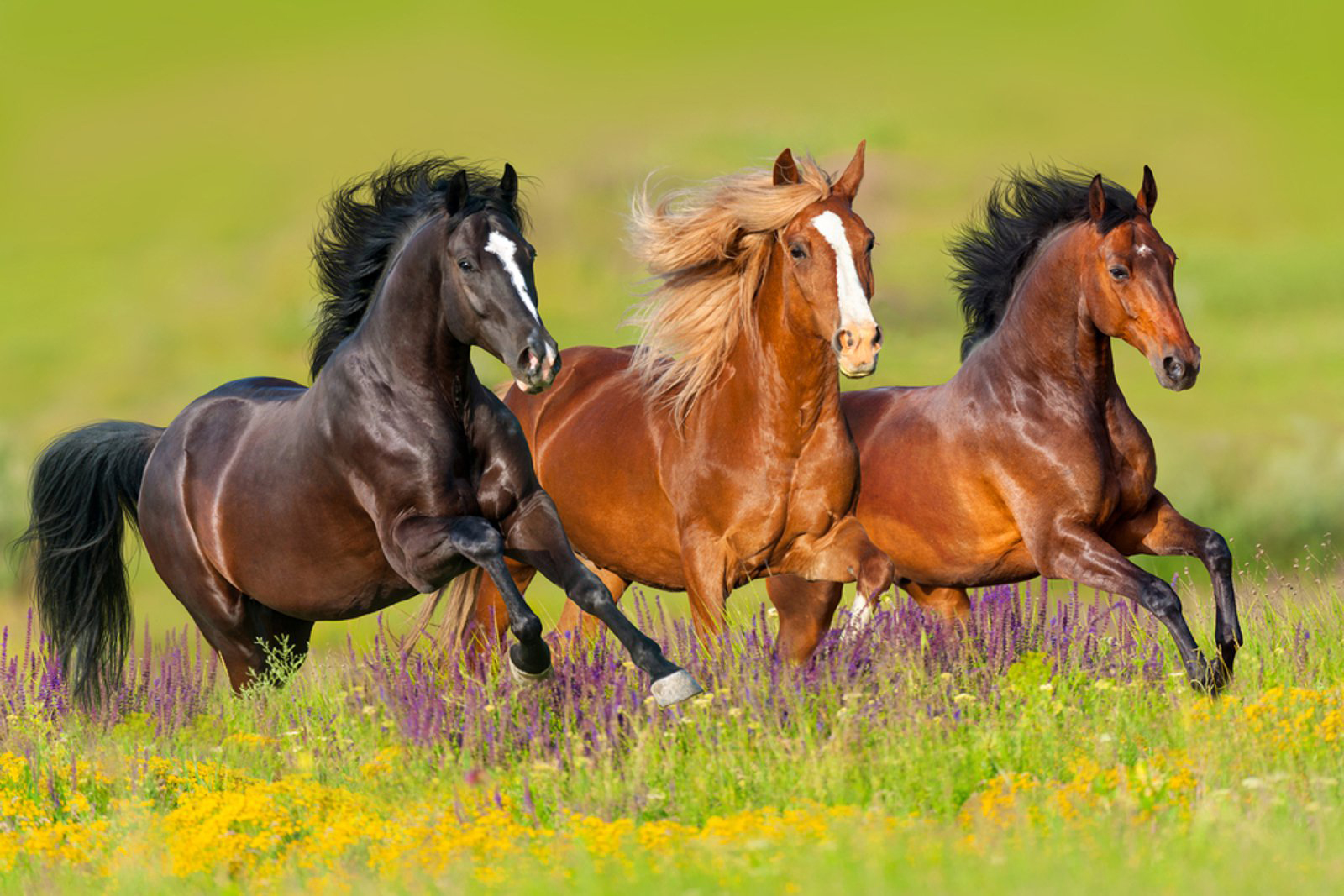 Ο Δήμος Γρεβενών δημοπρατεί 30 άλογα (ελευθέρας βοσκής) που περιήλθαν στην περιουσία του