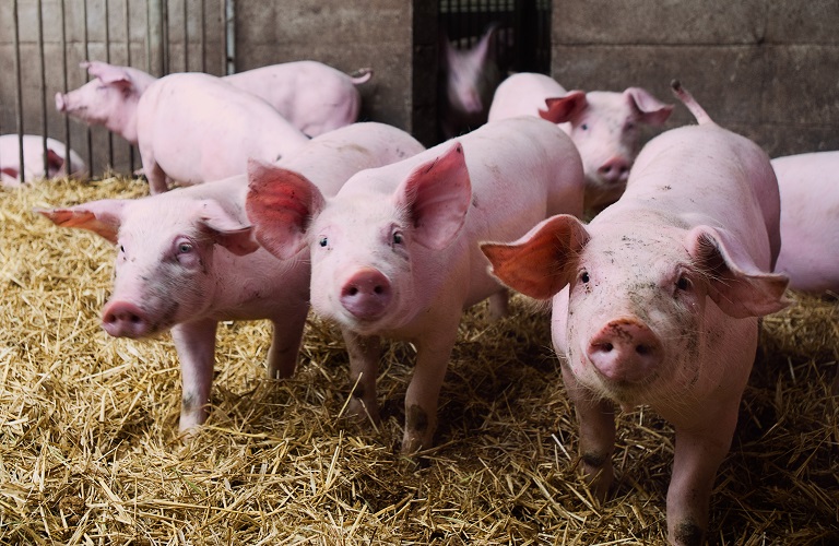 Π.Ε. Γρεβενών: Μέτρο ενίσχυσης για ιδιωτική αποθεµατοποίηση για το χοίρειο κρέας- Υποβολή αιτήσεων έως την Παρασκευή 29 Απριλίου