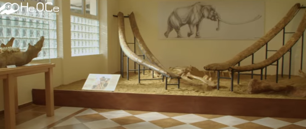 Mουσείο φυσικής ιστορίας στην Μηλιά Γρεβενών: Οι μεγαλύτεροι χαυλιόδοντες του κόσμου