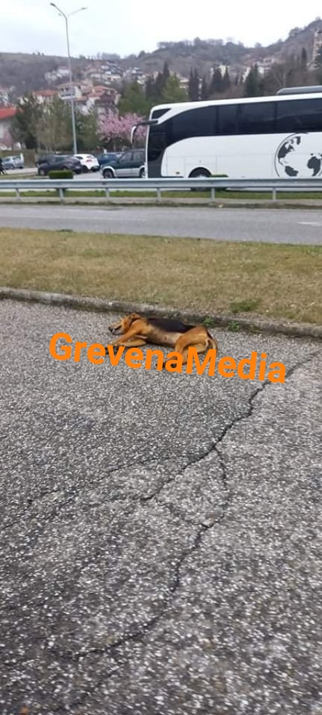 Καστοριά: Παρατημένο νεκρό σκυλί στον πιο κεντρικό δρόμο της Καστοριάς