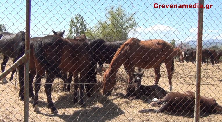 Δημοπρατούνται την Τρίτη 3 Μαΐου 40 άγρια άλογα των Γρεβενών (Βίντεο- Φωτογραφίες)