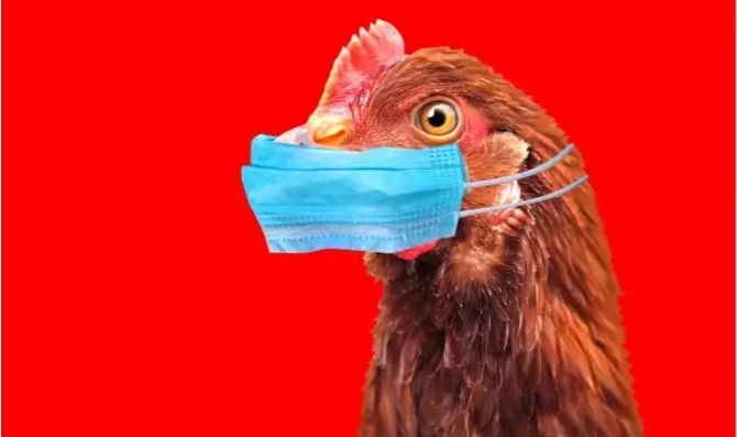 Γρίπη των πτηνών: Πρώτο κρούσμα του στελέχους H3N8 σε άνθρωπο